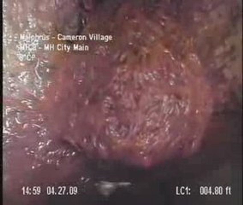 trois créatures dans un conduit d'eau !