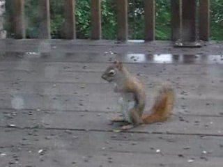 Squirrel Fight
