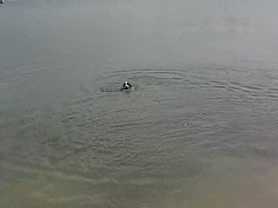 Vic a l'eau