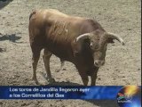 Pampelune : Les toros de Jandilla aux corrales