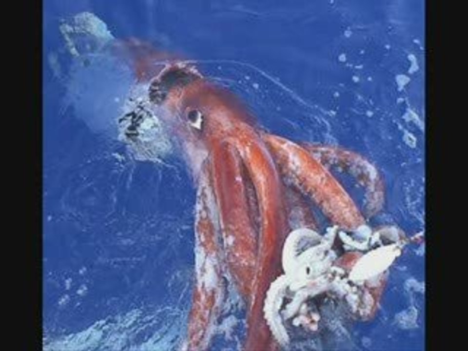 Des animaux marin vraiment enorme truc de fou