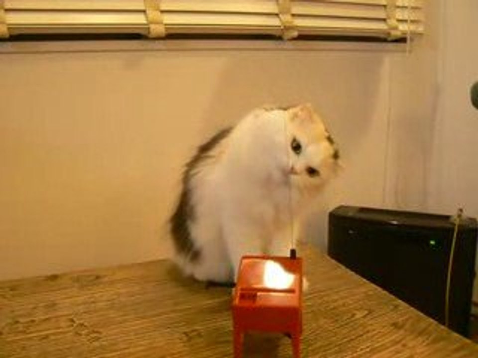 un chat bien amusant, mais trop mimi