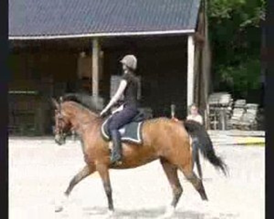 dressage cours avec marie