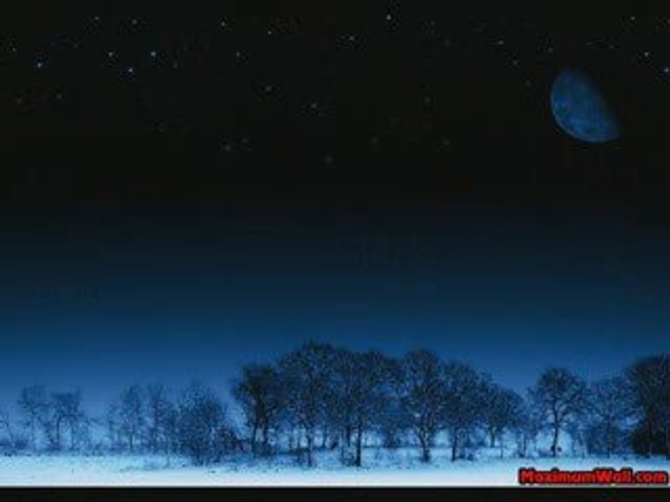 le calme de la foret