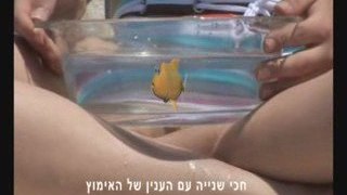 קליפ בת מצווה- האגדה על שחף ודג הזהב