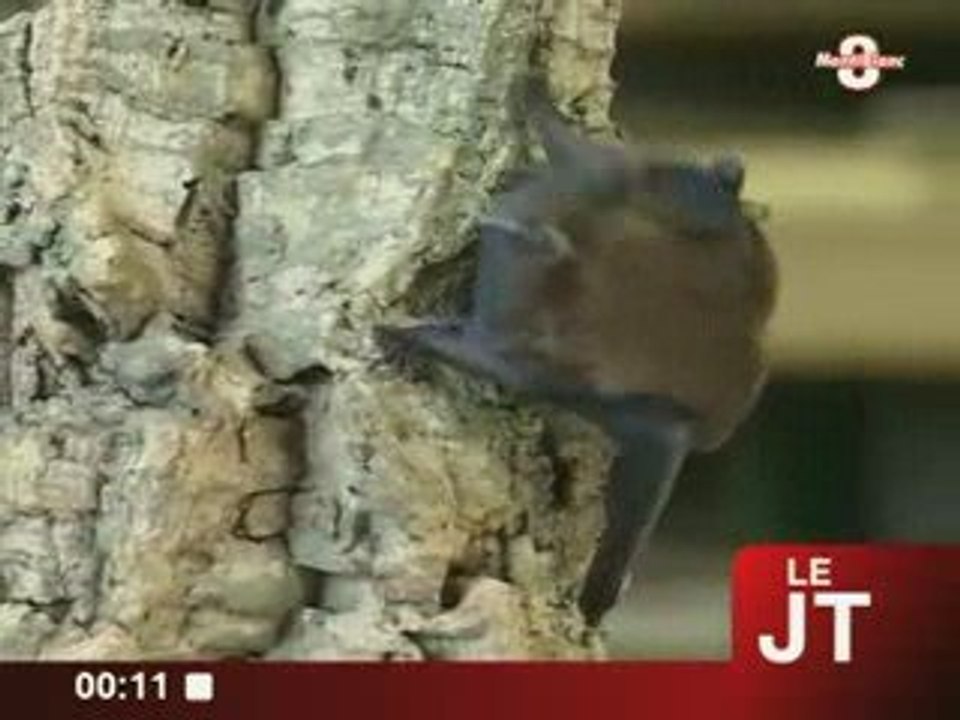 La nuit européenne des chauve-souris (TV8MB)