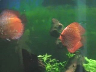 discus