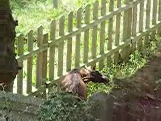 Notre nouvelle voisine