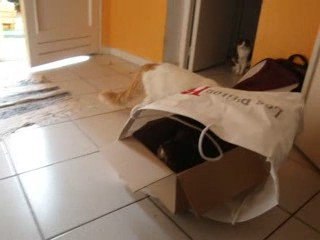 LA CRISE DU LOGEMENT MEME CHEZ LES CHATS