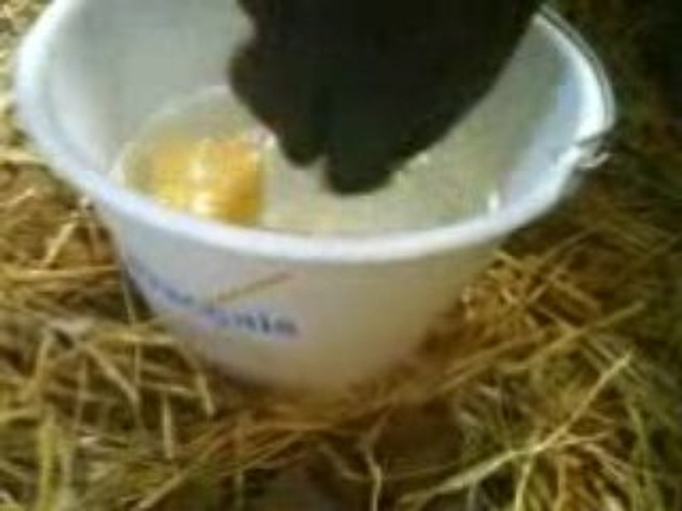 Magica joue avec l'eau