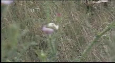 papillons et abeilles au bord du lac