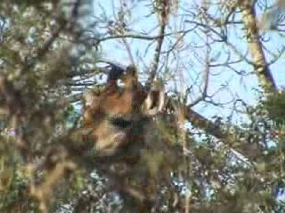 1ère girafe vue par evan