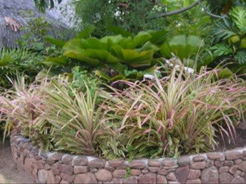 Fleurs et plantes de Tahiti