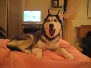 Chien qui parle: "I love you !"