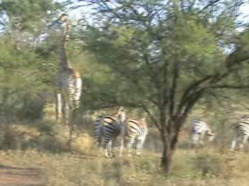 girafes et zèbres