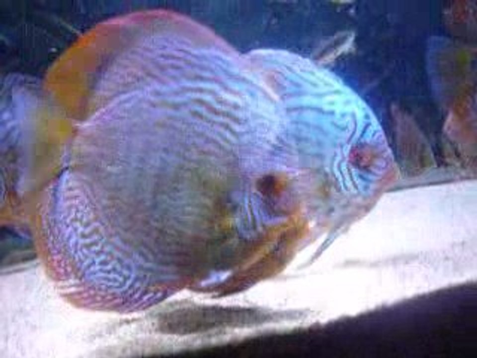 discus