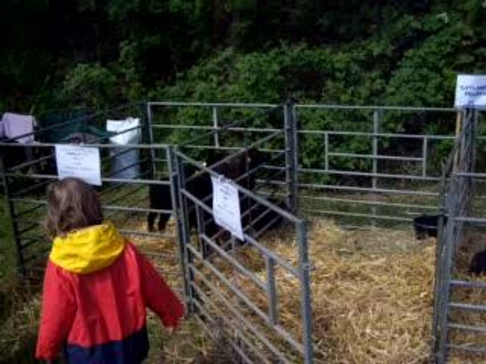 les moutons