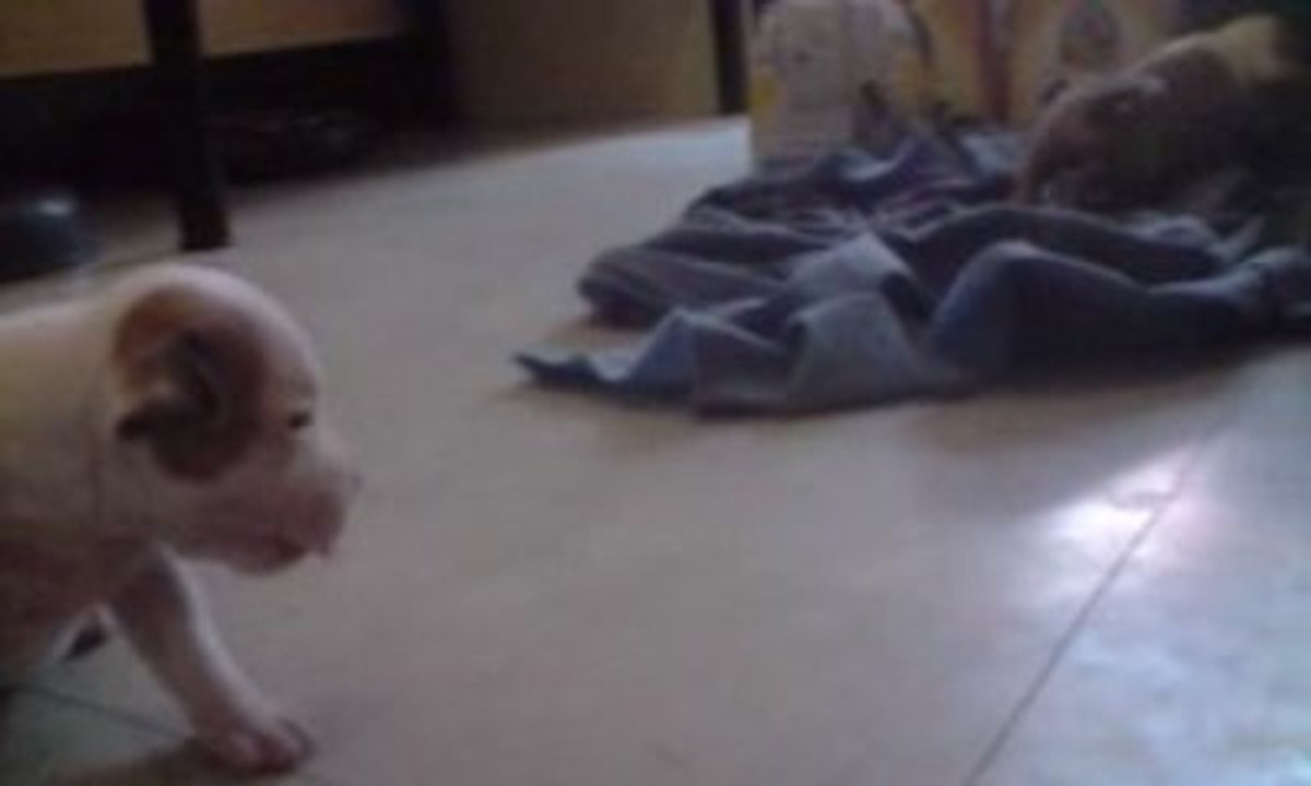 chiots