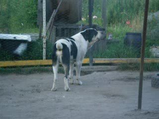 Сен Сао Тохмед,быт