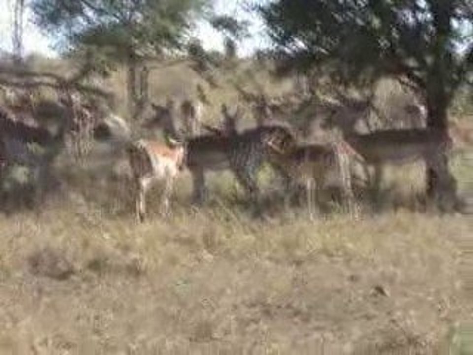 impalas