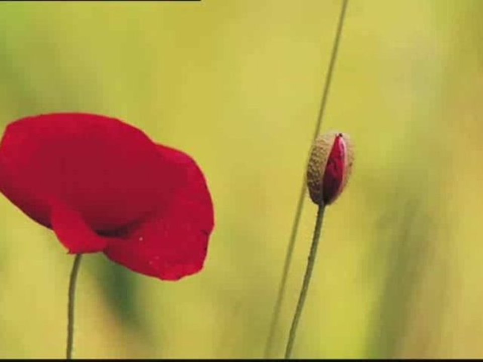 Belambra toutes les activités