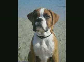 Eros à la plage "pour chien"