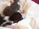 petits males cornish rex de 5 jours