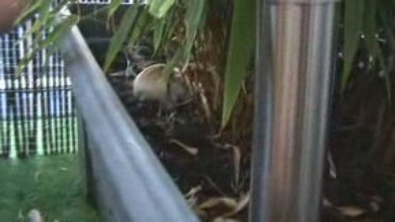 hams robo dans forêt de bambou