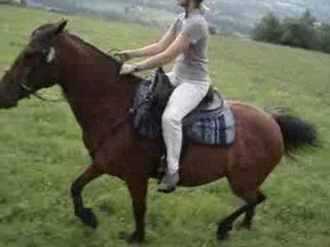 Galops dans le grand champs