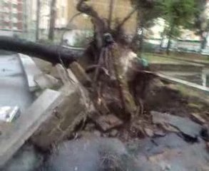 ,roma, pietralata,albero dopo tromba d'aria.