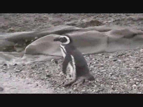 Manchots de Magellan