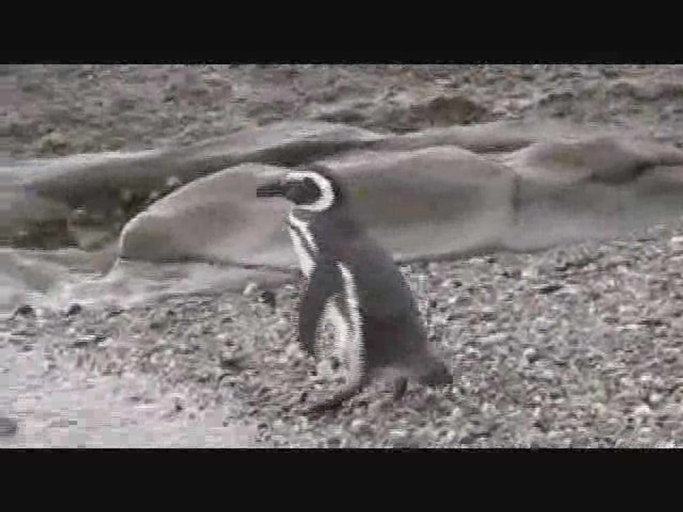 Manchots de Magellan