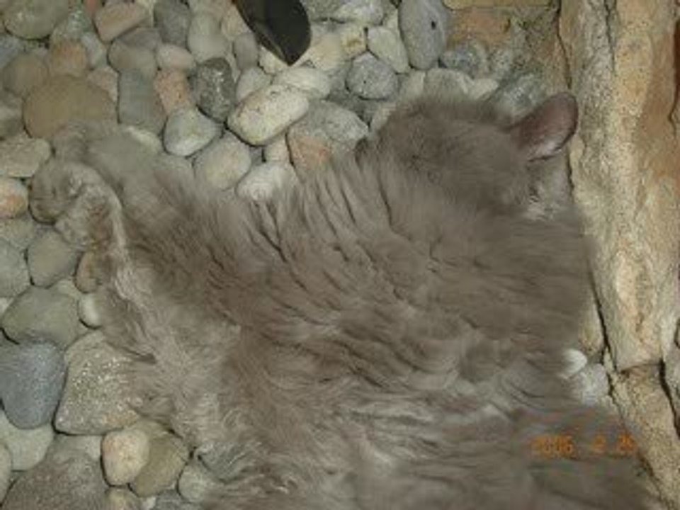 Beau Petit chat !