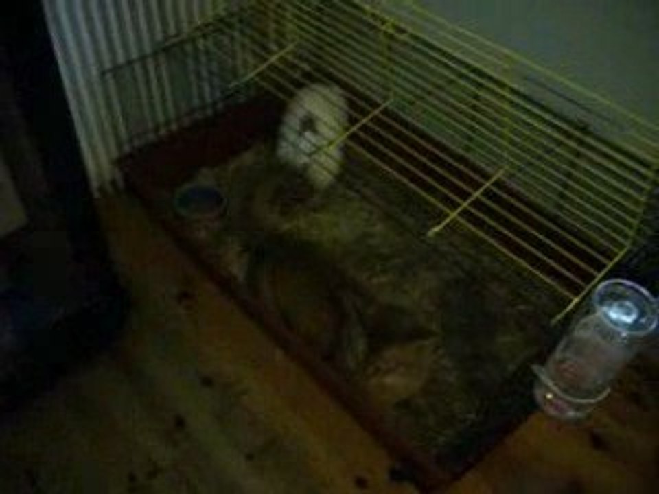 arthur et bamboo