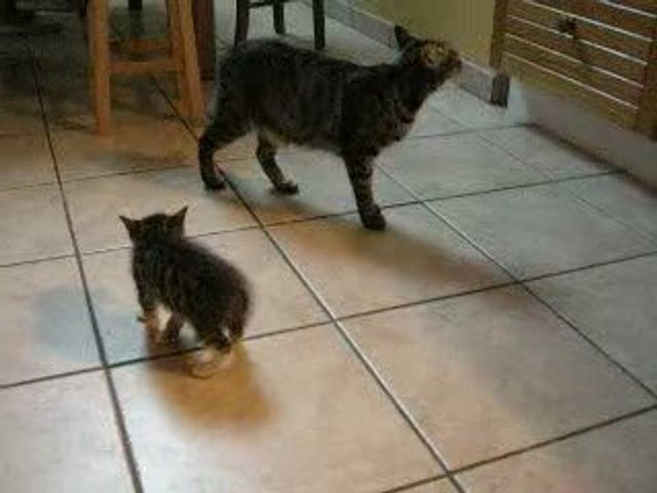 et chats