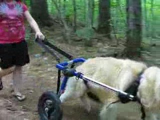 Hiking in a Dog Wheelchair