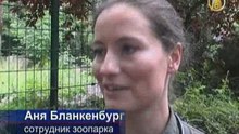 Тигрята в немецком зоопарке выходят в свет