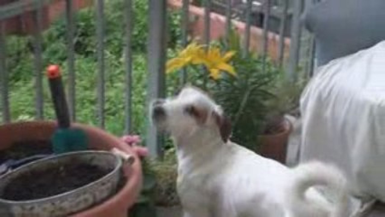 Charlie sur le balcon2