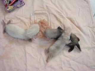 Mushu et ses frères