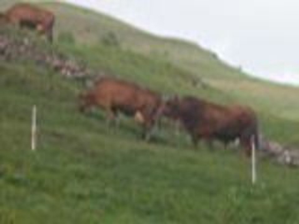 les vaches de philippe