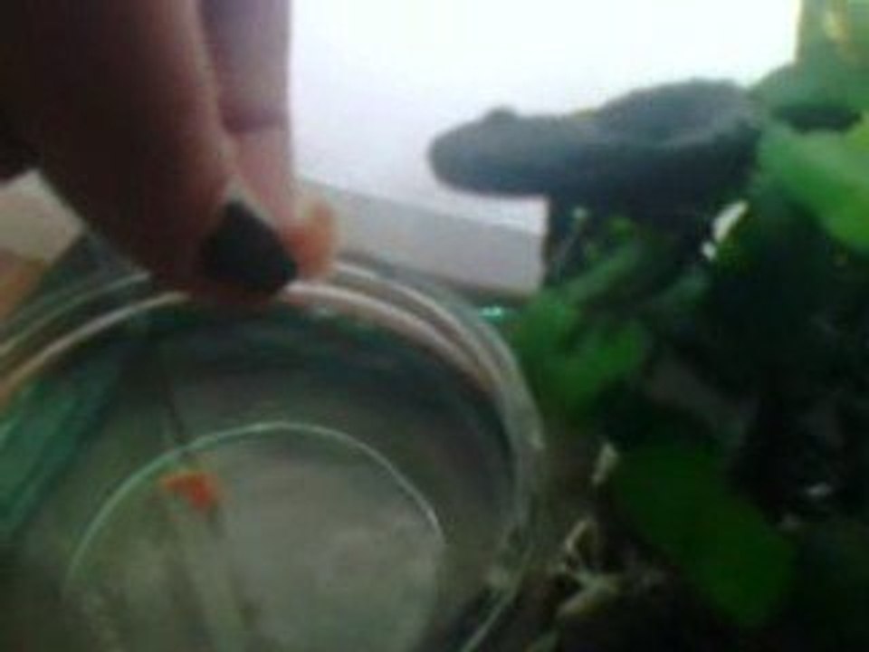 Feeding salamander