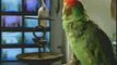 Banned Commercial - Budweiser - Parrots (Recommended)