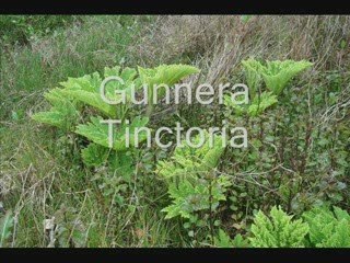 Ecoturismo Liceo Comercial Quillota