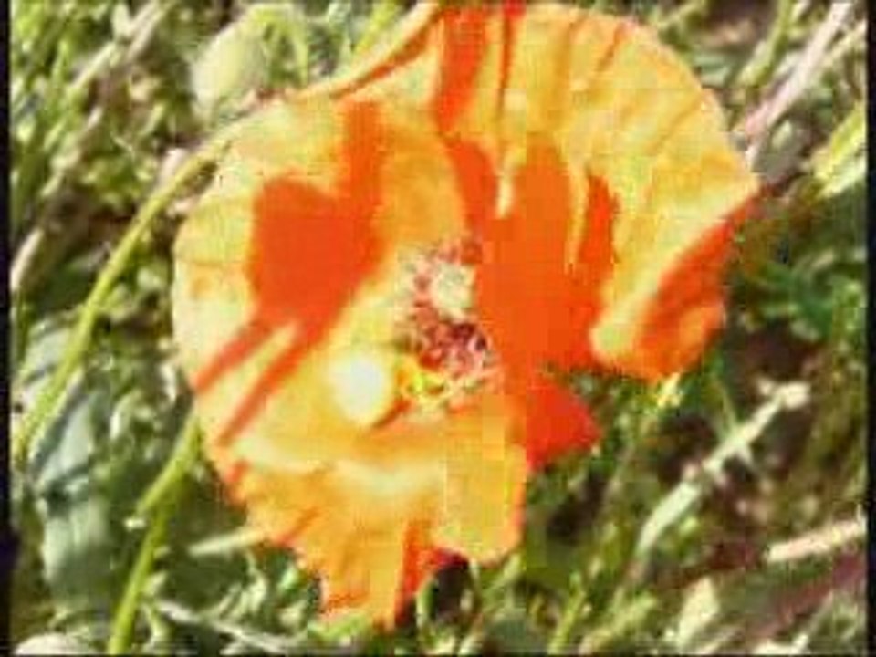Au coeur d'un coquelicot