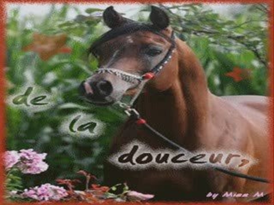 Un être magnifique: le cheval