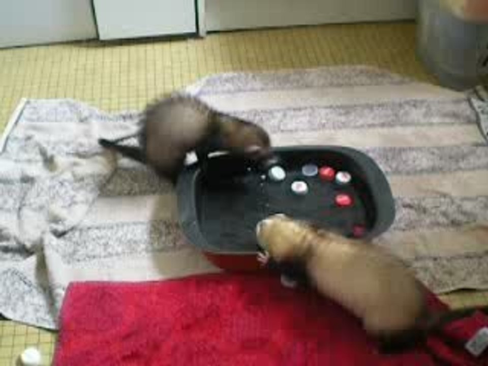 furet shaina qui joue dans l'eau