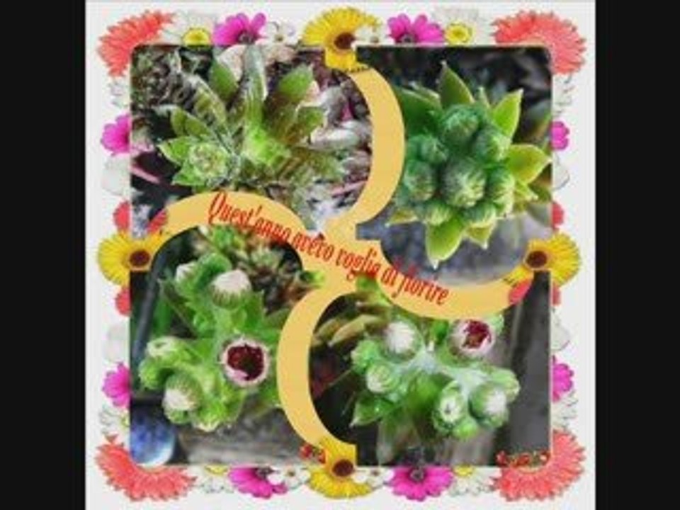 fiorisce_pianta_grassa