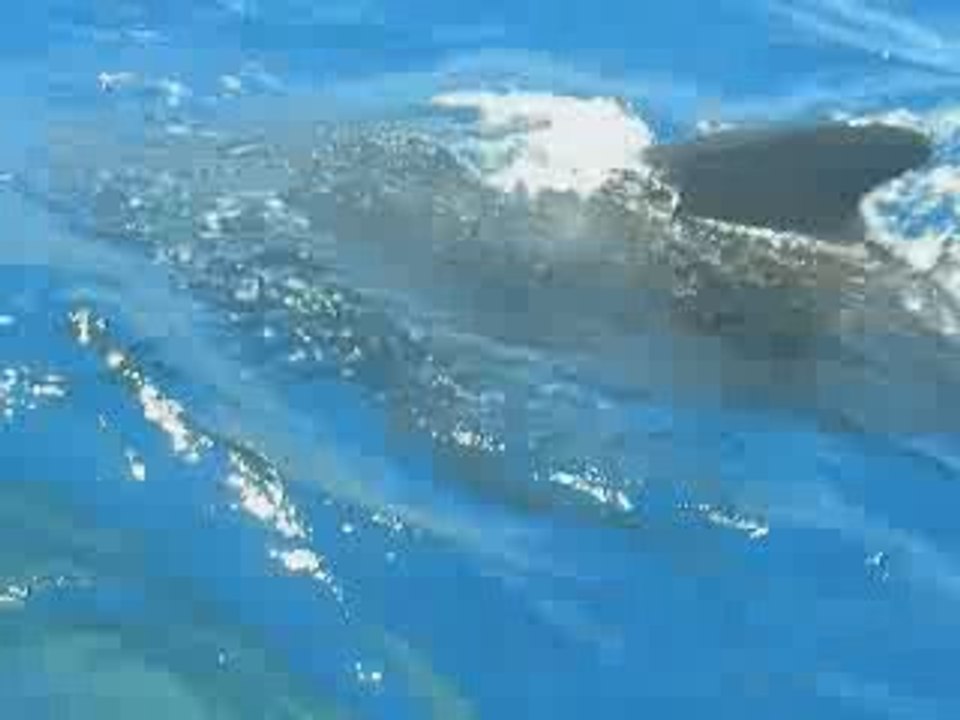 Dauphins en Méditerranée.