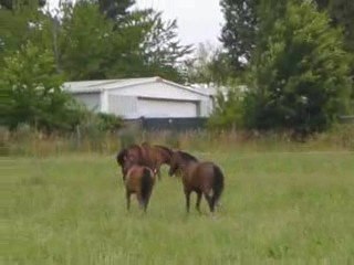 Quelem & Kenzo - Pré de Rimoron - Juillet 2009