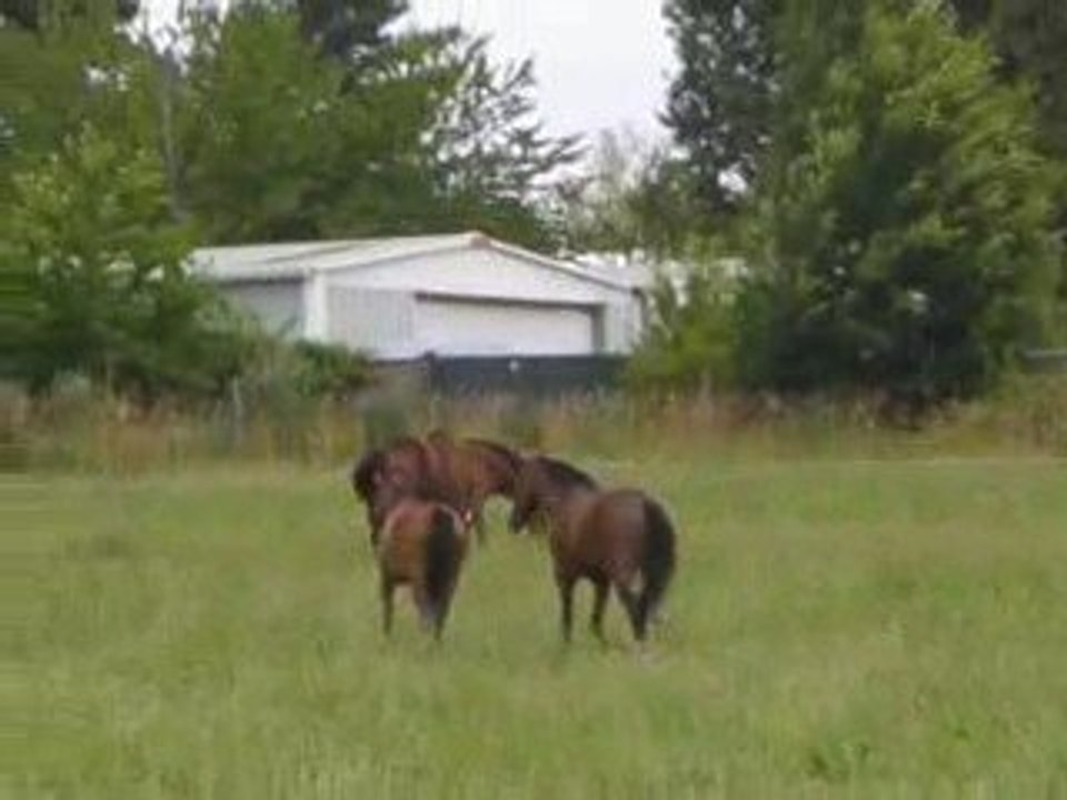 Quelem & Kenzo - Pré de Rimoron - Juillet 2009